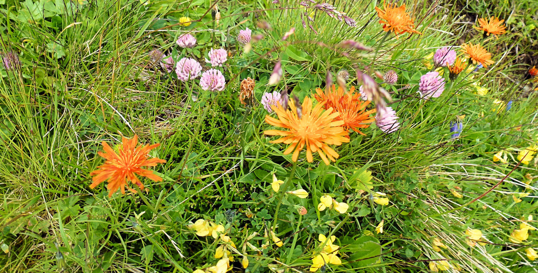 Blumenwiese (Foto: Dörthe Henoch)